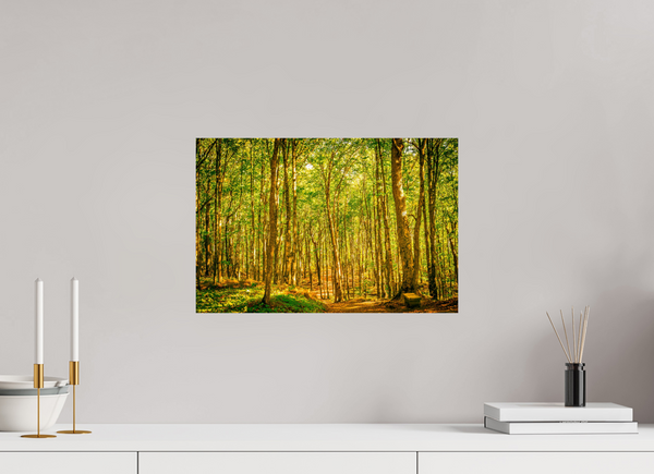 Trees in the Forest