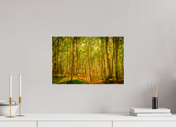 Trees in the Forest
