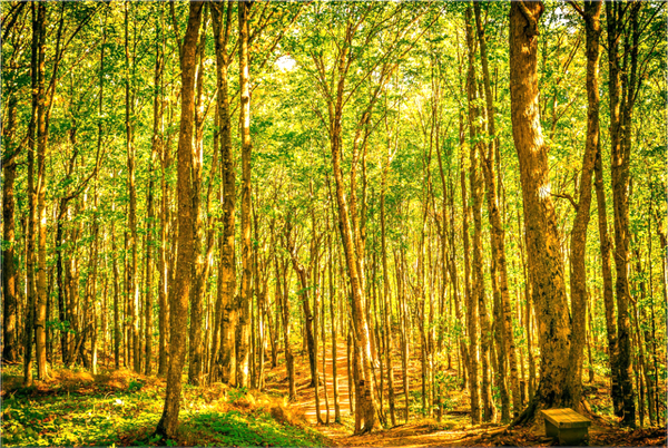 Trees in the Forest
