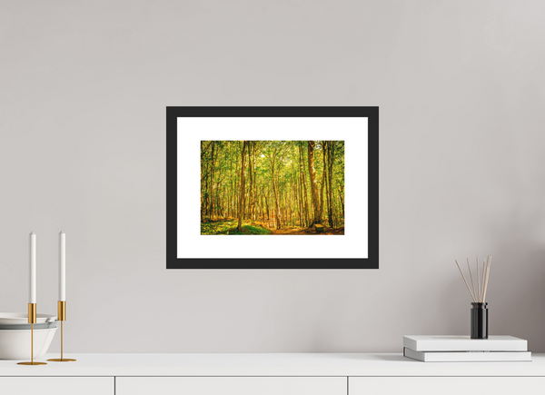 Trees in the Forest