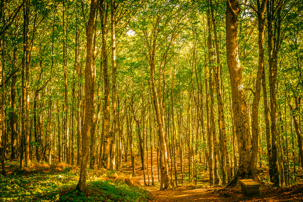 Trees in the Forest
