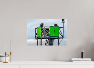 Eagles Standing Watch in Alaska