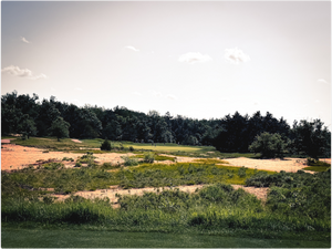 The Dunes of the Forest