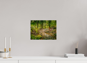 The National Forest of El Yunque