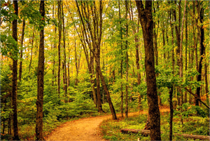 Path to Least Resistance