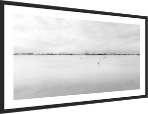 Swans on a Frozen River