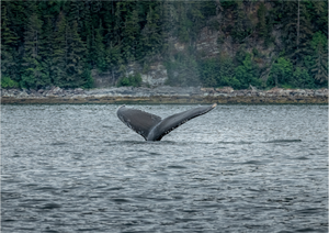 Graceful Entry - Large Print