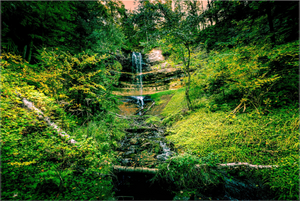 Falling through the Forest