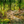The National Forest of El Yunque