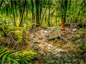 The National Forest of El Yunque
