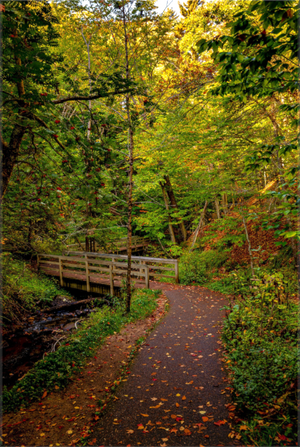 Bridge through the Forest