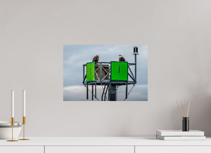 Eagles Standing Watch in Alaska