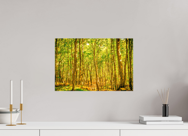 Trees in the Forest
