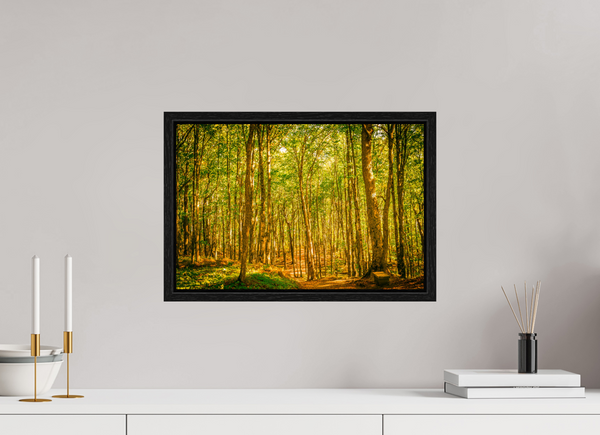 Trees in the Forest