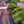 First Turn at Monaco