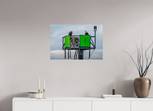 Eagles Standing Watch in Alaska