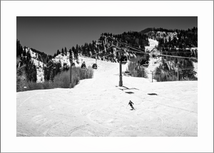 Aspen in Black and White