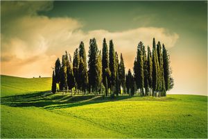 Cypress' in the Dawn