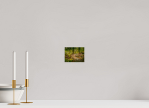 The National Forest of El Yunque