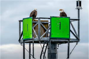Eagles Standing Watch in Alaska