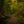 Bridge through the Forest