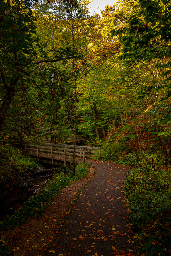 Bridge through the Forest