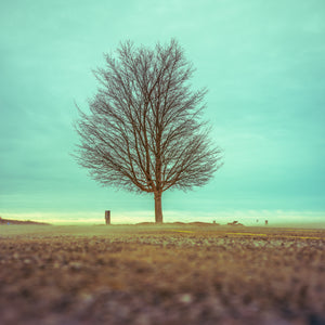 Steadfast in the Wind - Large Print