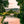 The Grounds of the Palace