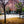 Blossoms Between the Blocks - Large Print showcases vibrant trees in San Francisco's Embarcadero, capturing natural beauty.