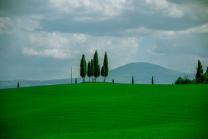 Cypress Peace in Tuscany