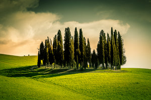 Cypress' in the Dawn