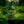 Falling through the Forest