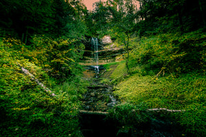 Falling through the Forest