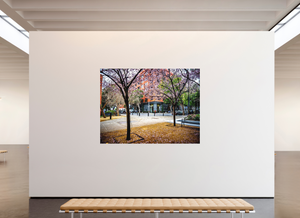 Vibrant trees in San Francisco’s Embarcadero area featured in Blossoms Between the Blocks - Large Print.