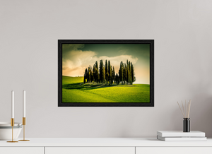 Cypress' in the Dawn