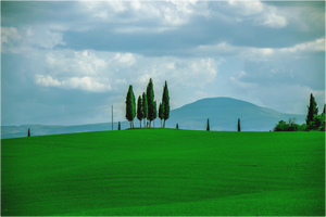 Cypress Peace in Tuscany