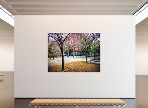 Vibrant trees in San Francisco showcased in "Blossoms Between the Blocks - Large Print" at your store.