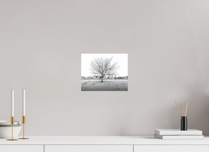 Winter Sentinel of Grand Haven showcases a striking black-and-white tree scene, capturing winter's serene beauty.