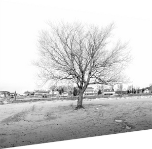 Black-and-white photo of a winter landscape, showcasing the Winter Sentinel of Grand Haven's serene beauty.
