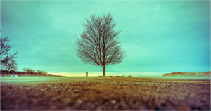 Steadfast in the Wind - Large Print