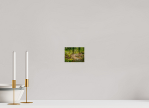 The National Forest of El Yunque