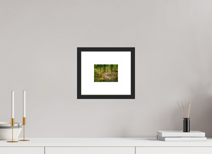 The National Forest of El Yunque