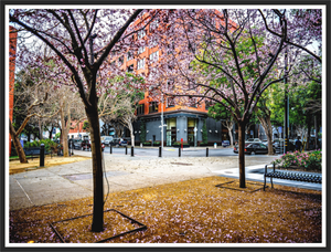 Vibrant trees in San Francisco's Embarcadero capture the essence of Blossoms Between the Blocks - Large Print.