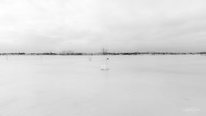 Swans on a Frozen River